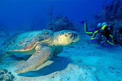 Tortue de mer dans les Caraïbes